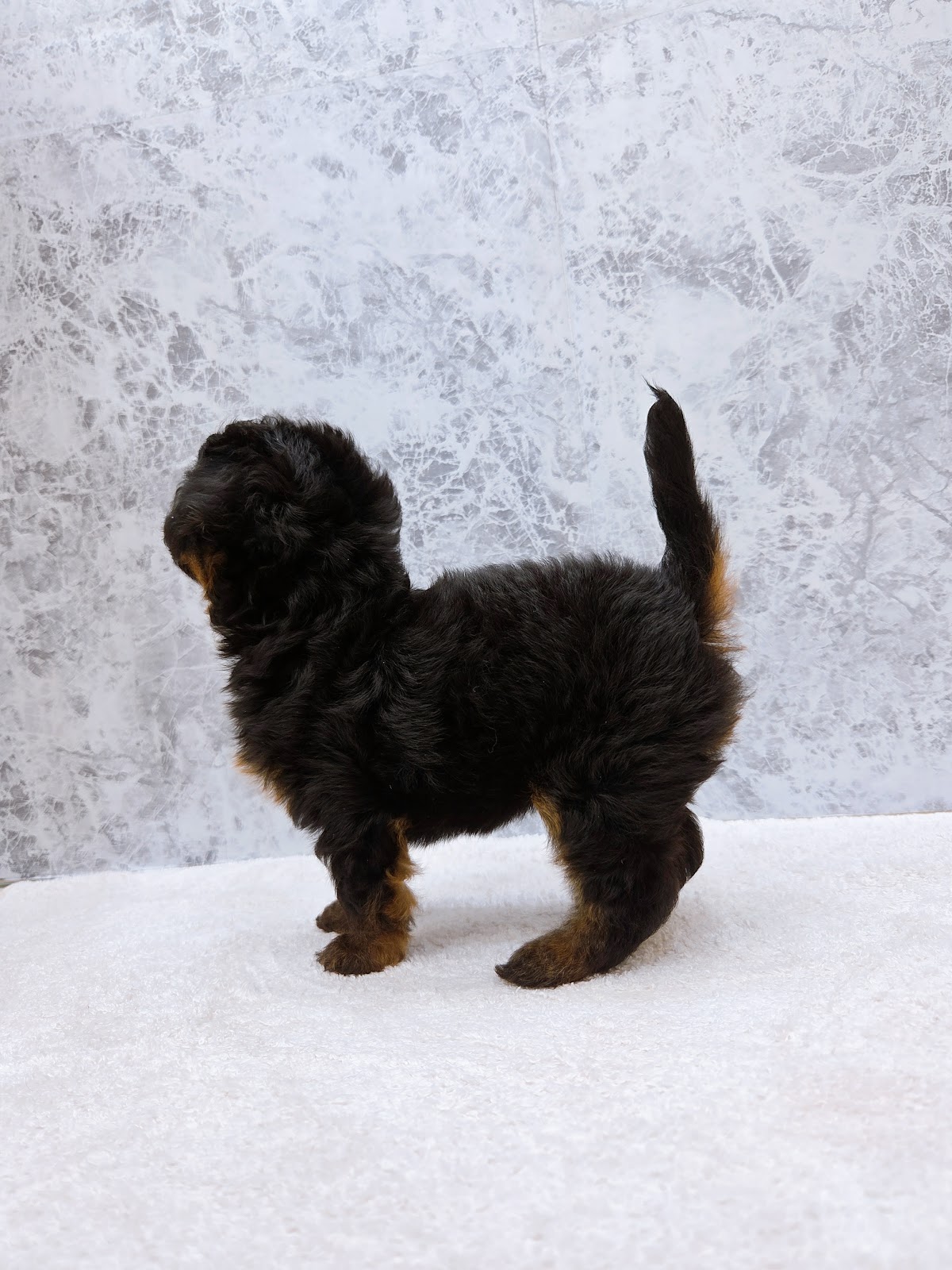 トイプードル×チワワの写真2