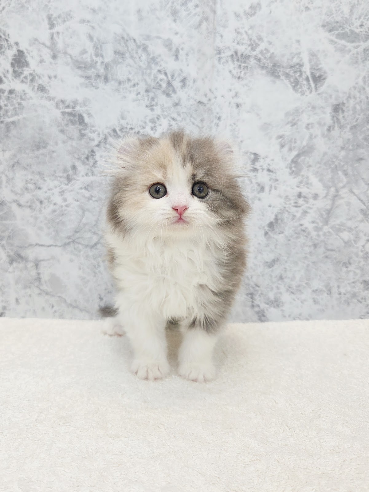 アメリカンカールの写真