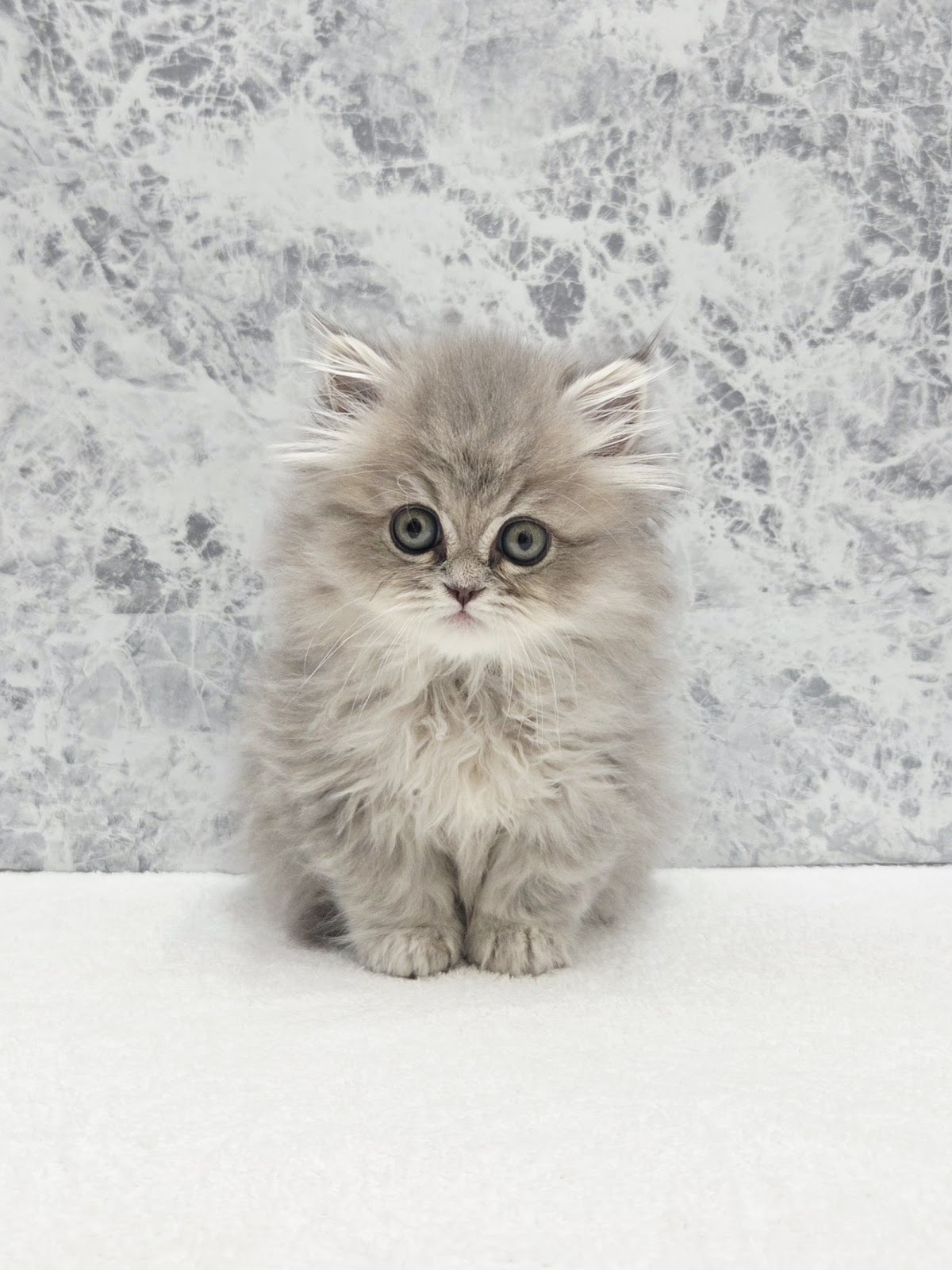 ラガマフィンの写真