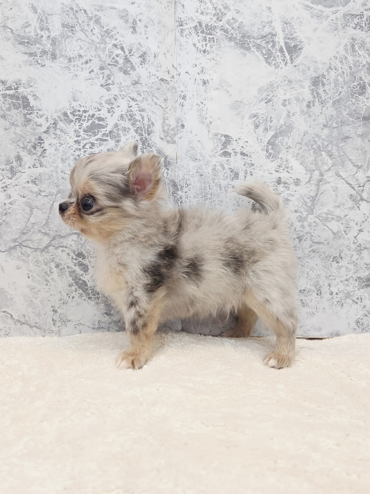 ロングコートチワワの写真2