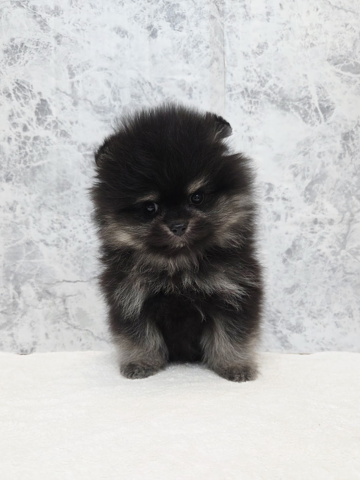 ポメラニアンの写真