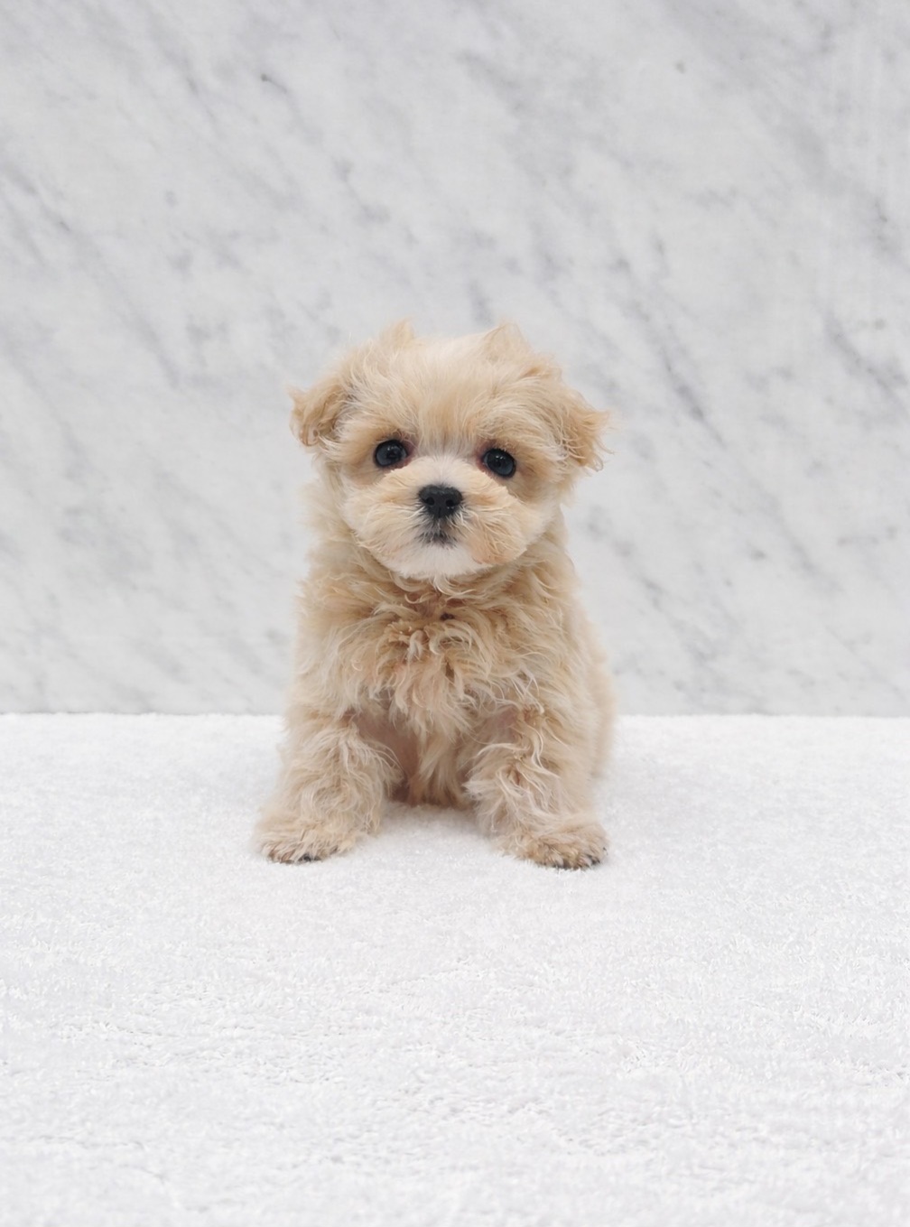 トイプードル×マルチーズ