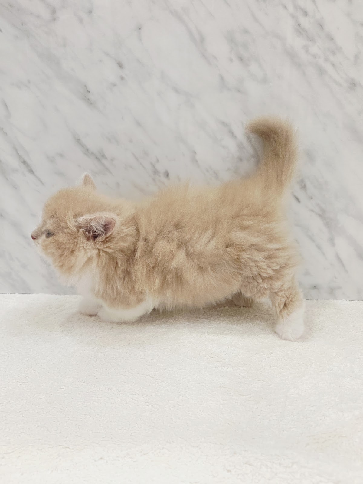 ミヌエットの写真2