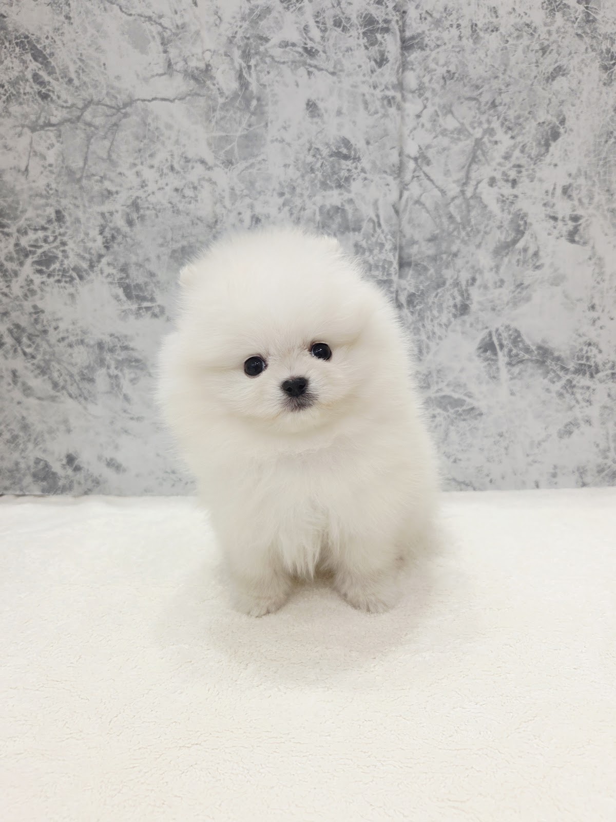 ポメラニアンの写真