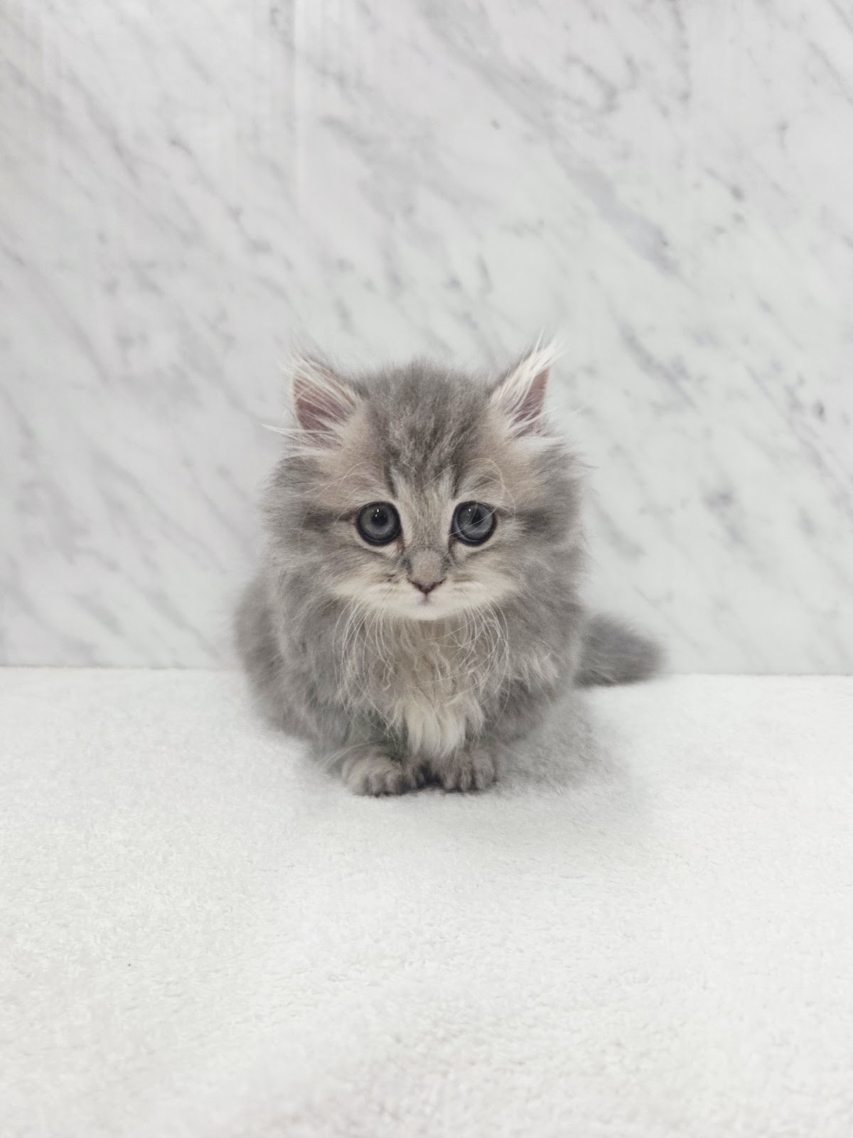 マンチカンの写真