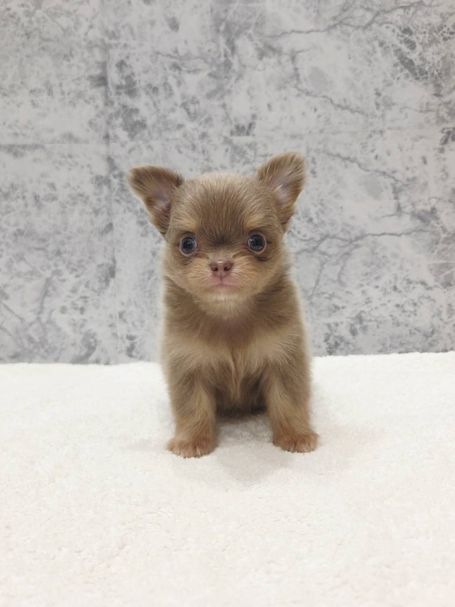 ロングコートチワワの写真