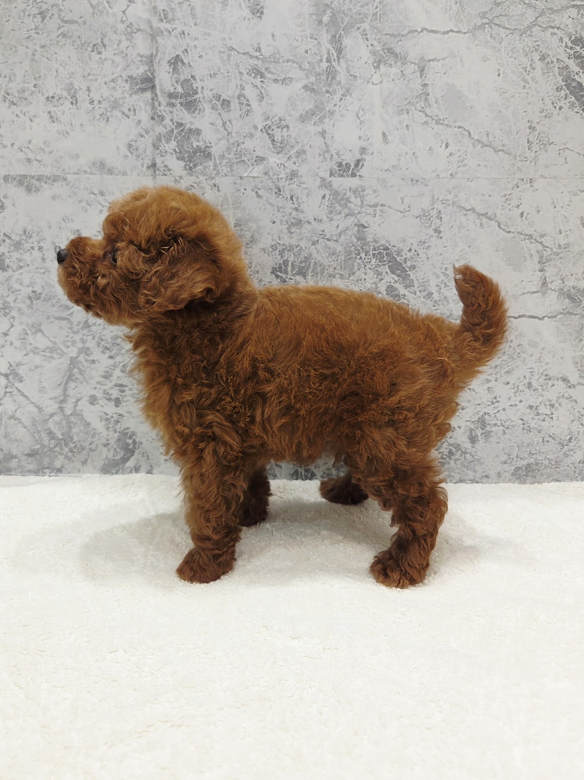 トイプードルの写真2