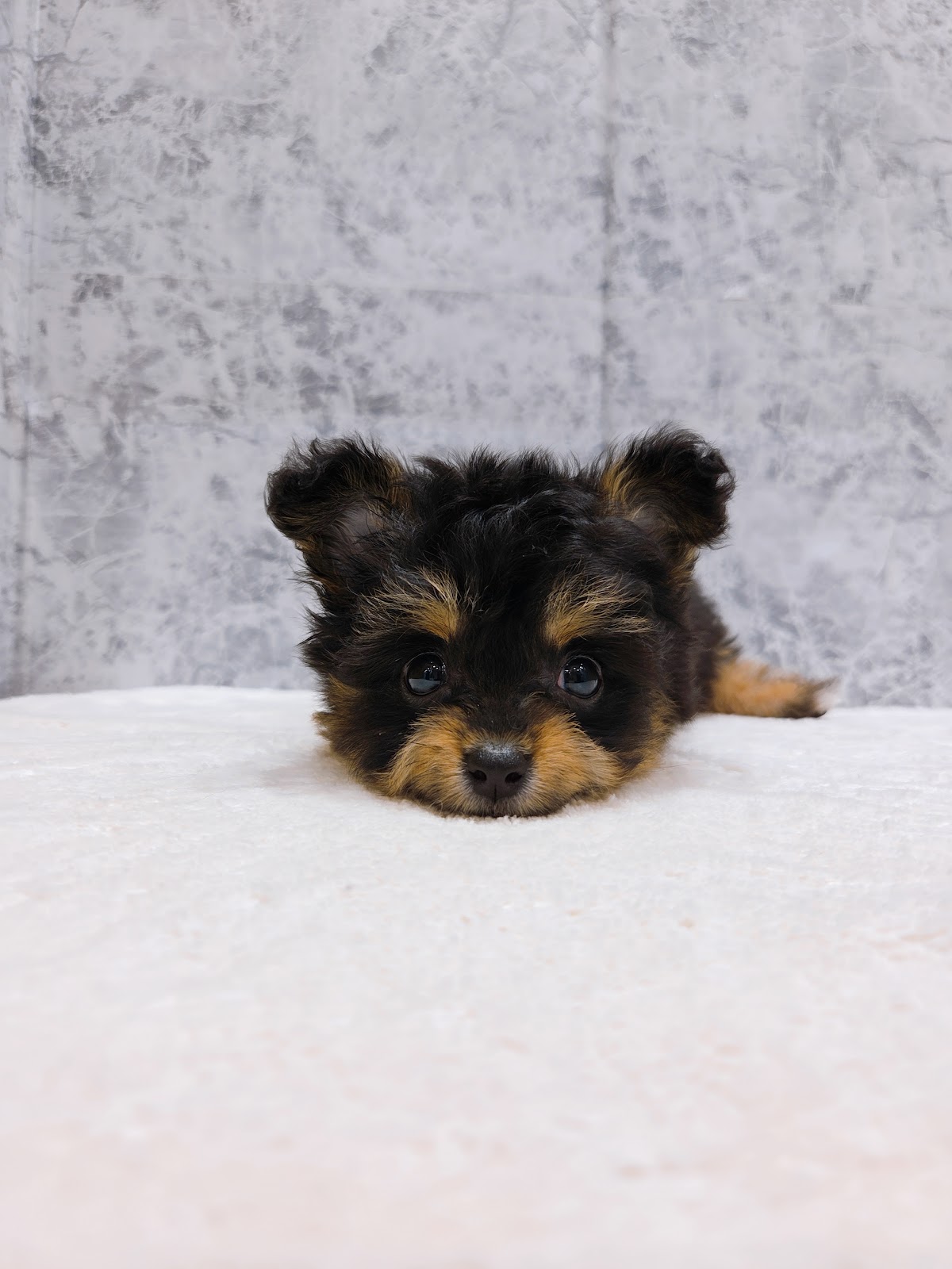 トイプードル×チワワの写真3