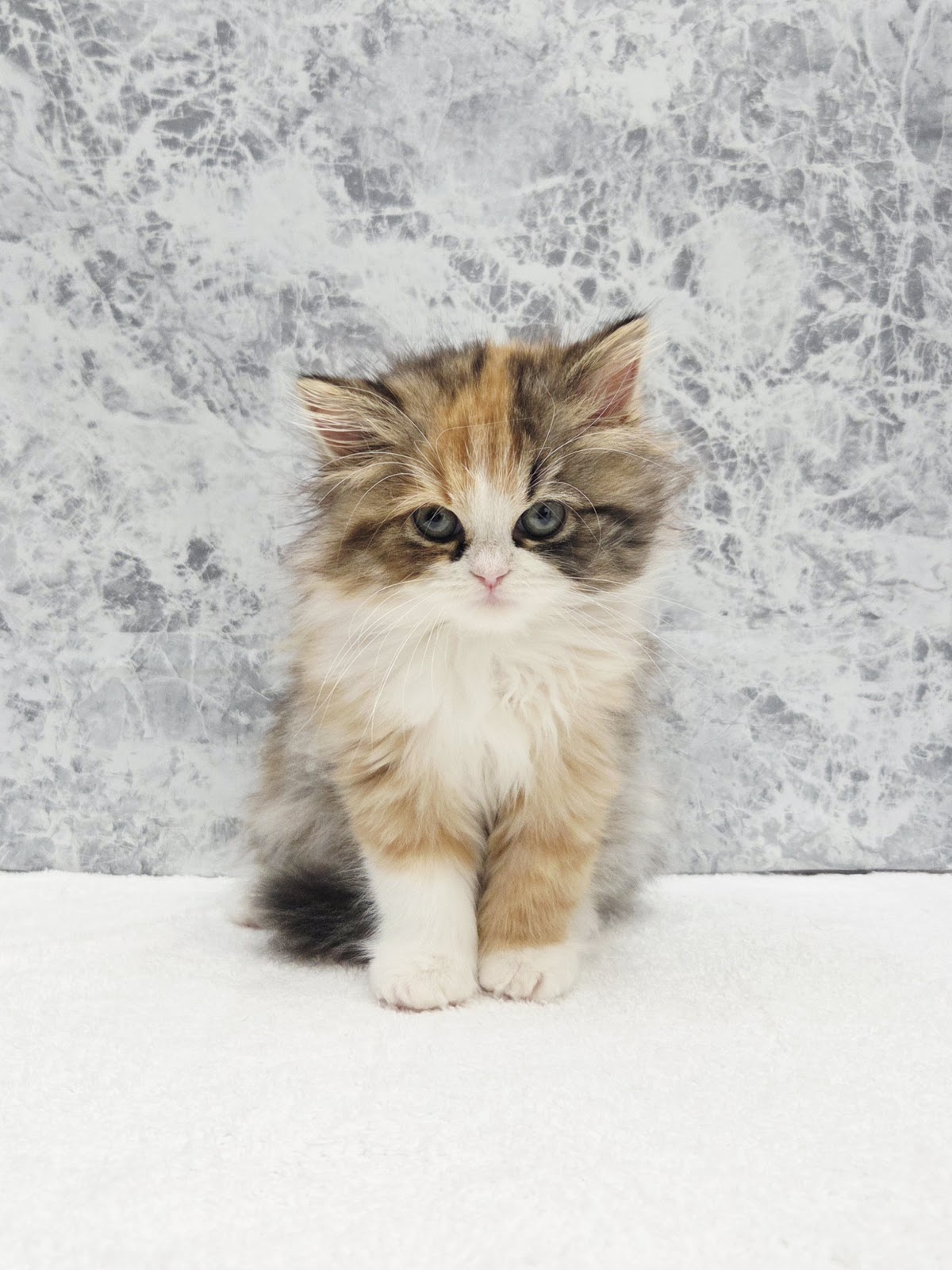 サイベリアンの写真