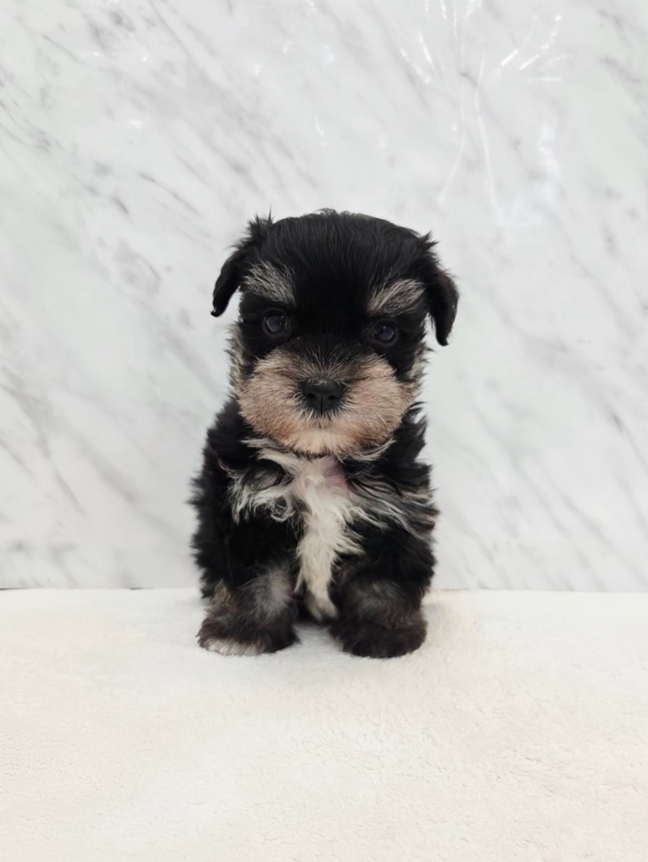 ミニチュアシュナウザー×マルチーズの写真