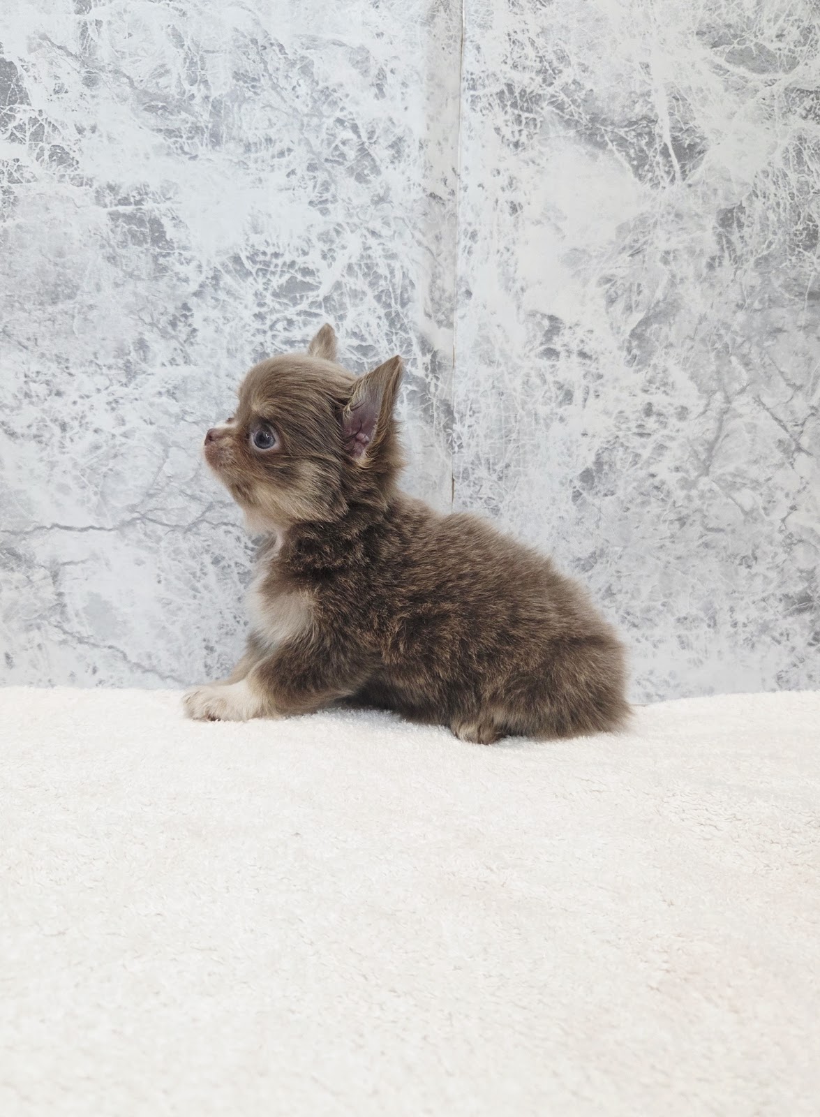 ロングコートチワワの写真2