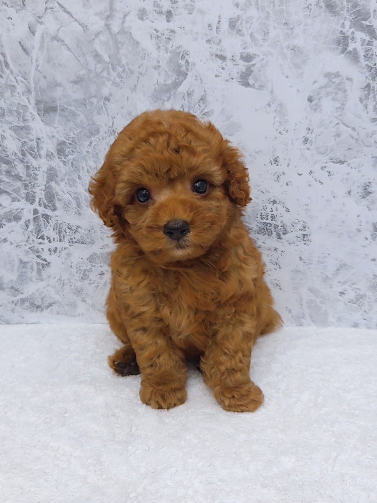 タイニープードルの写真