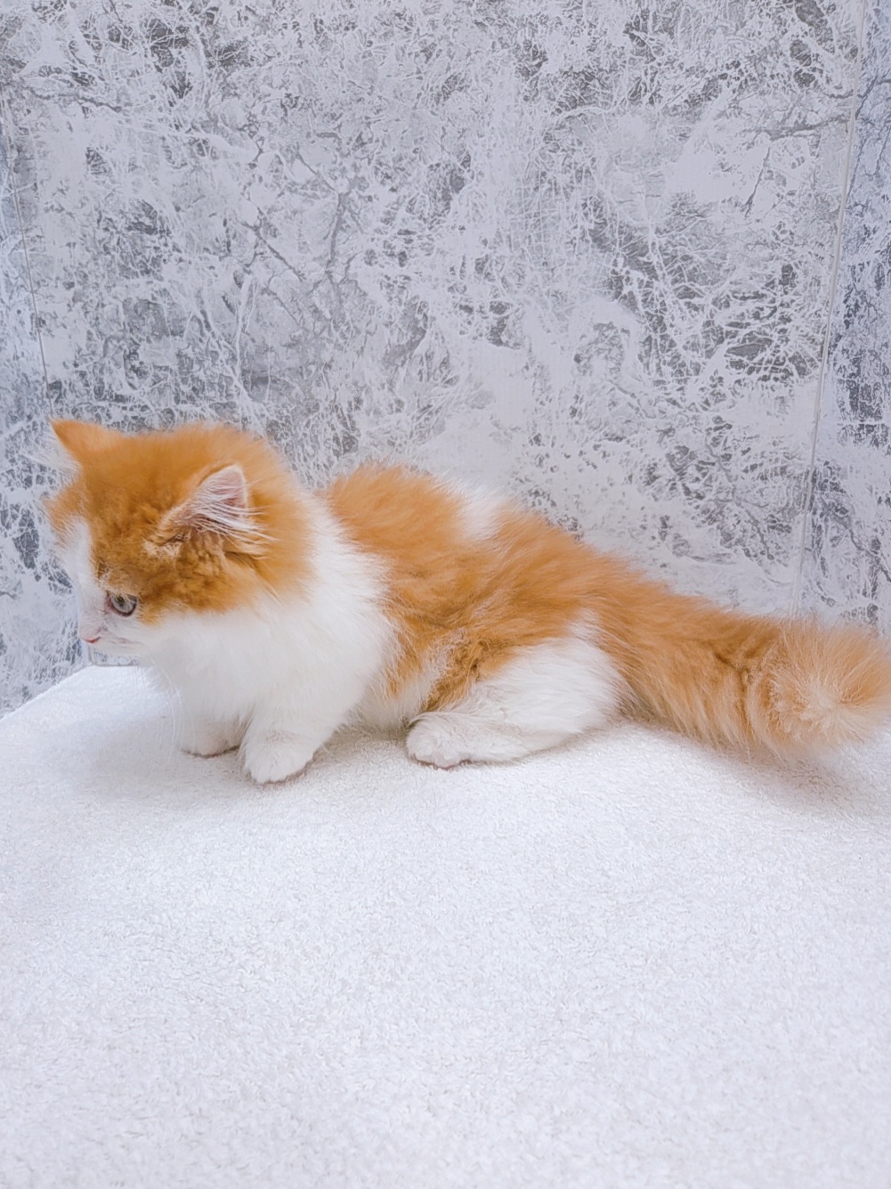 ミヌエットの写真2