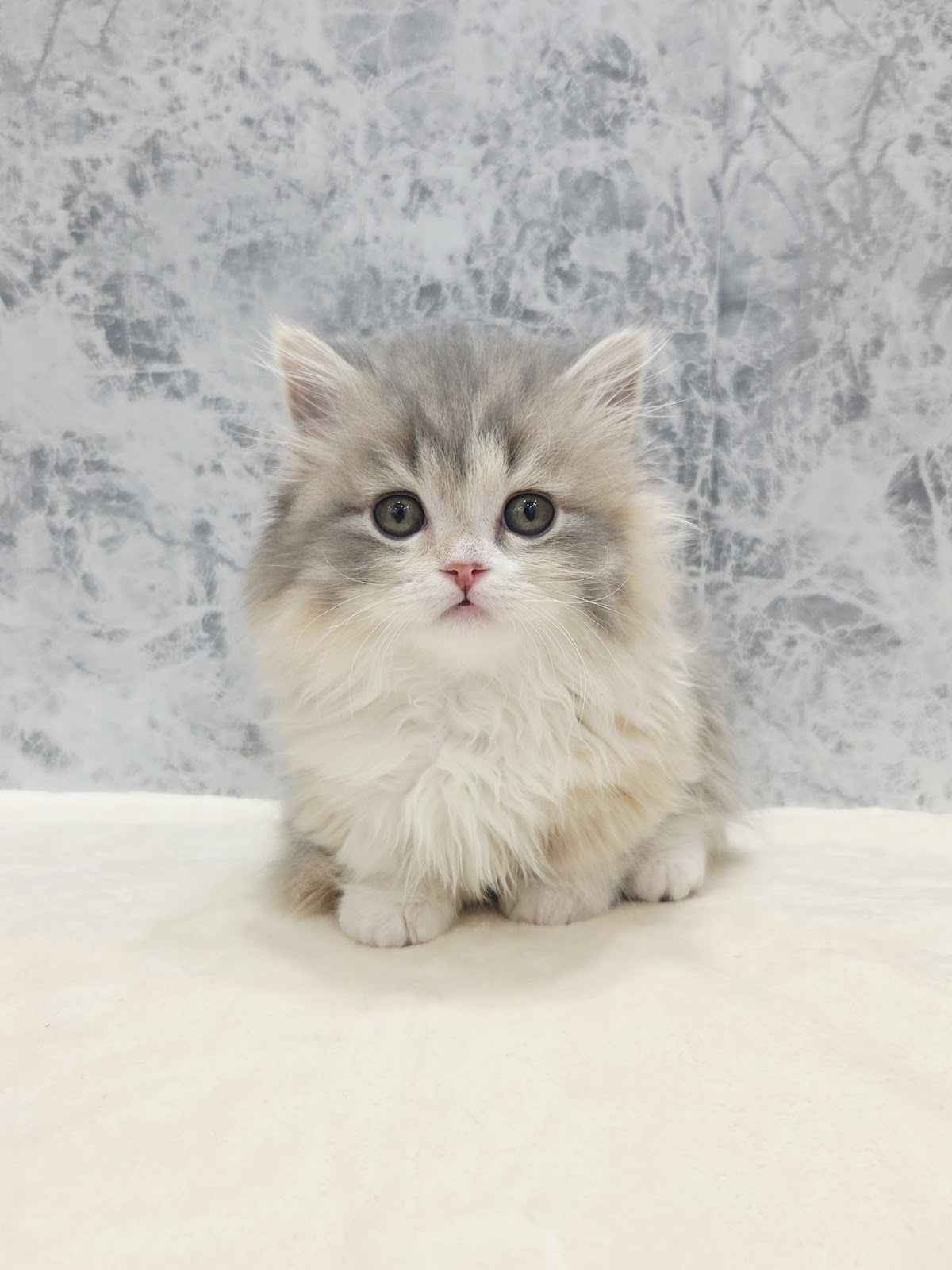 マンチカンの写真