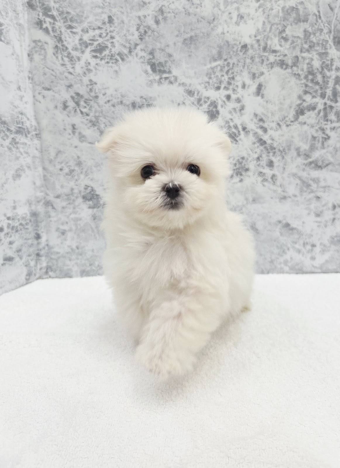 マルチーズ×ポメラニアンの写真3