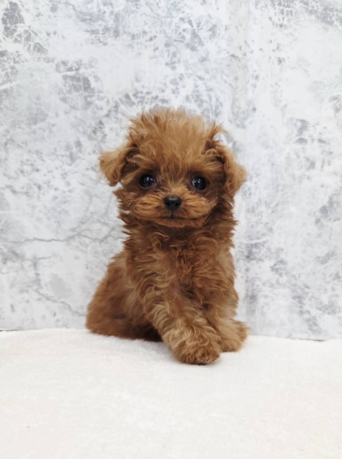 ロイヤルティーカッププードルの写真