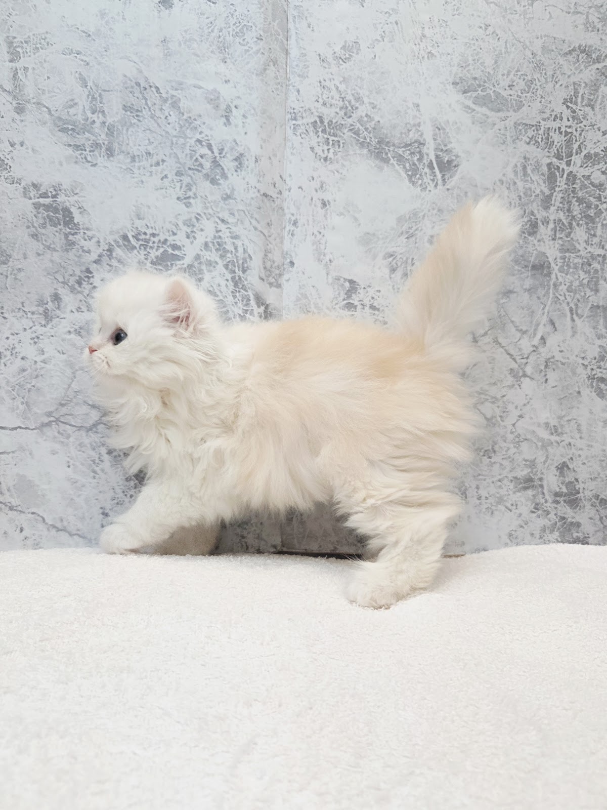 ラガマフィンの写真2