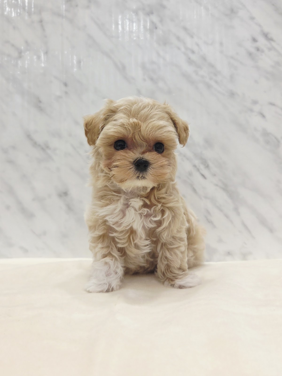 トイプードル×マルチーズの写真3