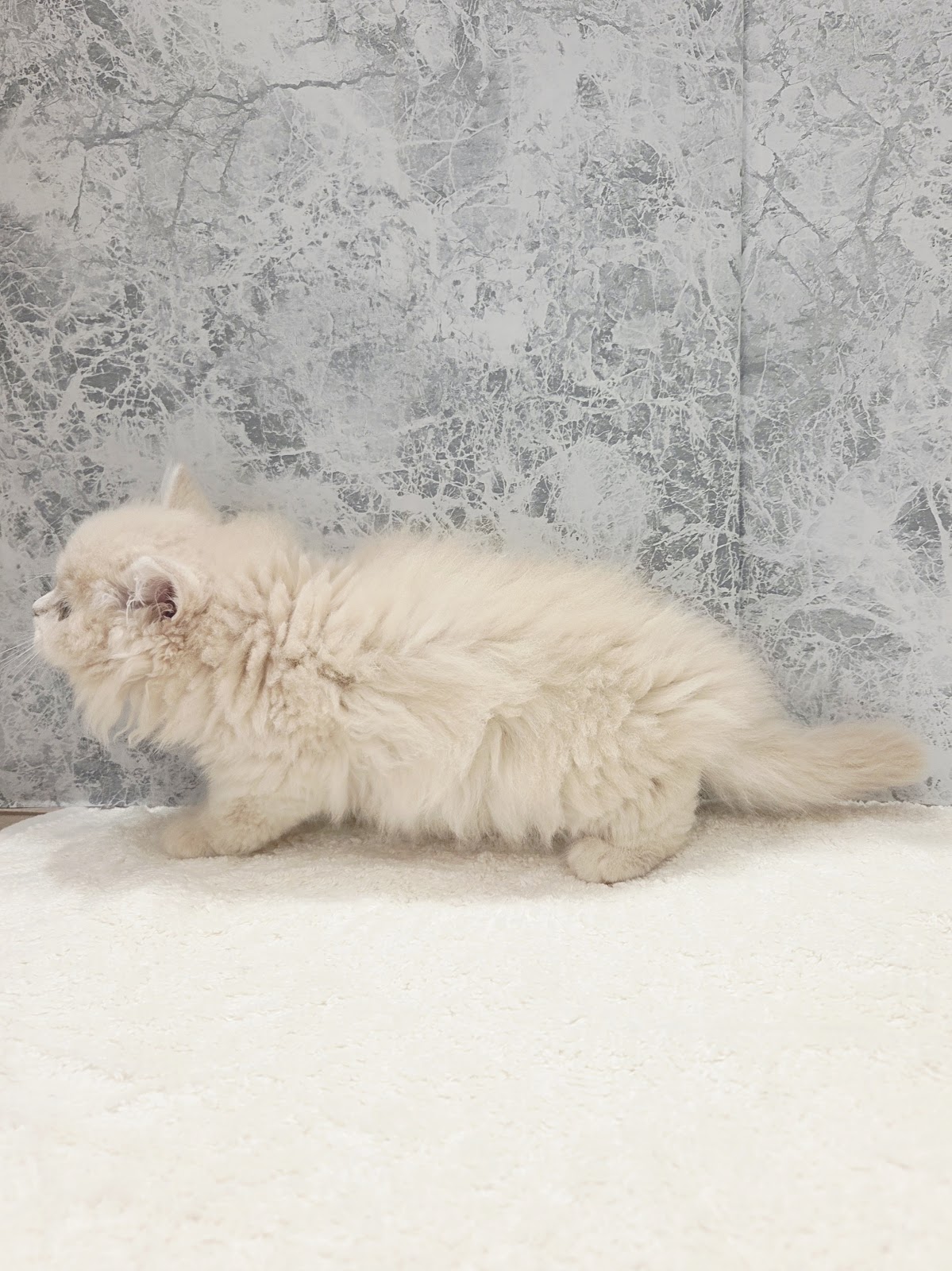 ラガマフィンの写真2