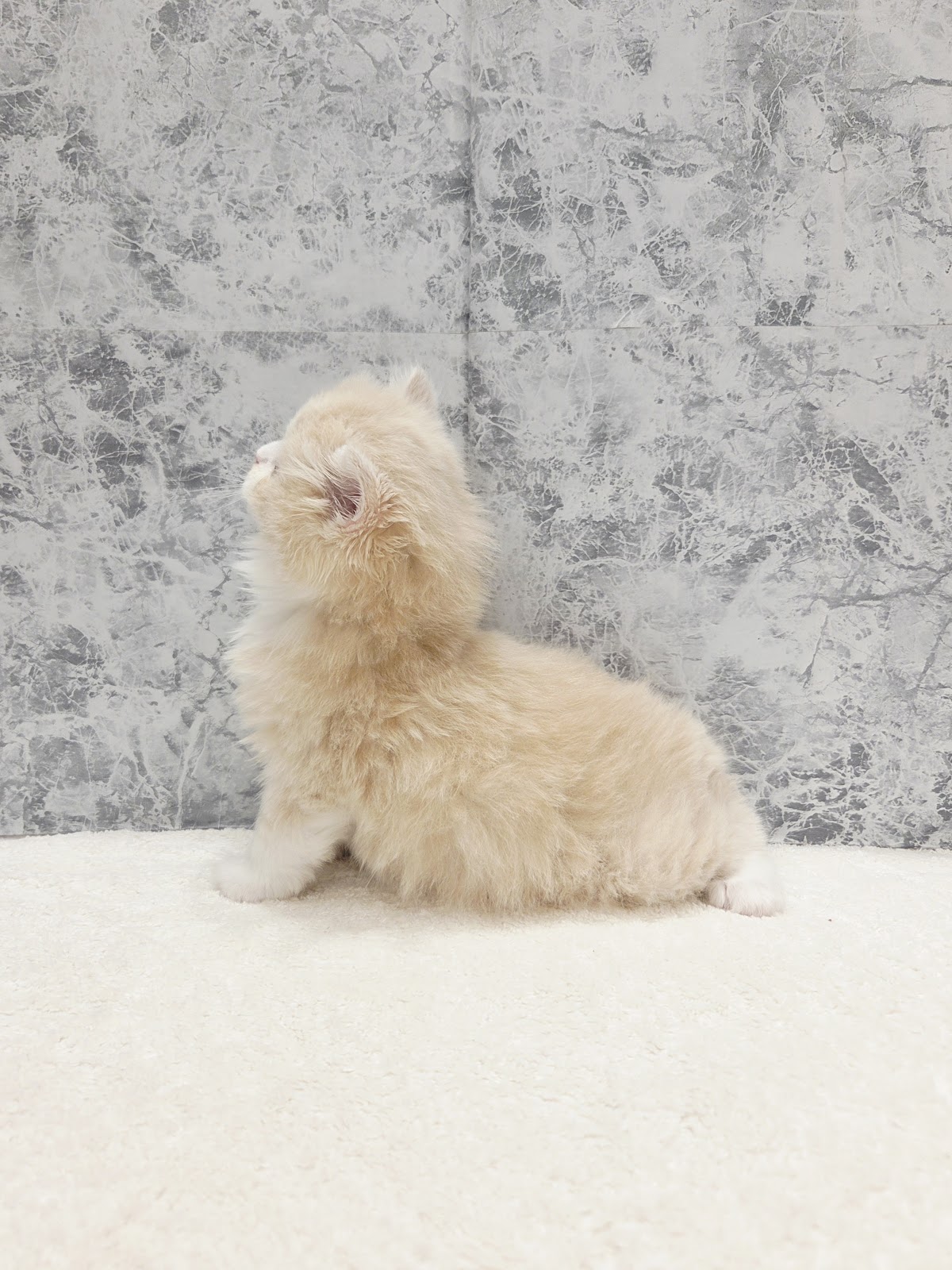 ラガマフィンの写真2