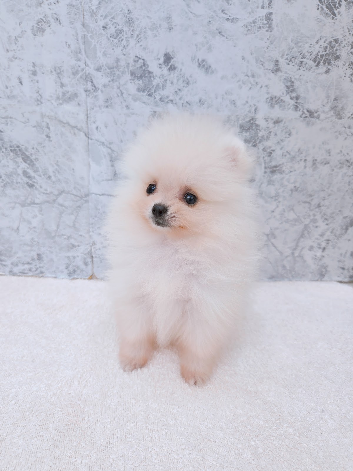 ポメラニアンの写真3