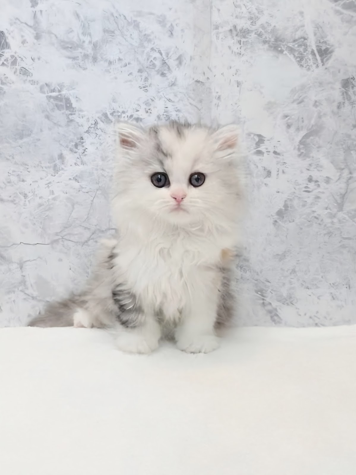 ラガマフィンの写真