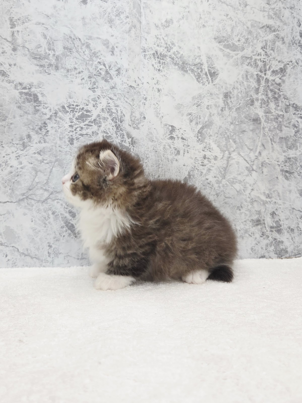 ミヌエットの写真2