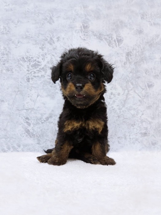 トイプードル×チワワの写真