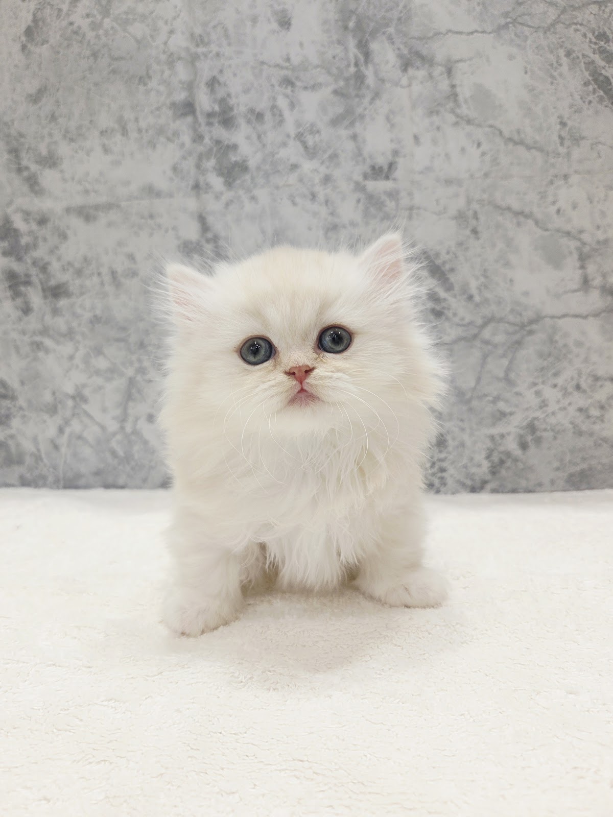 ミヌエットの写真