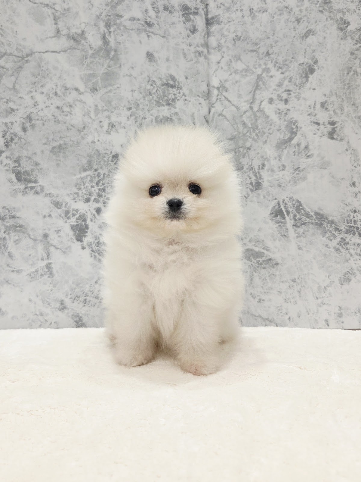 ポメラニアンの写真