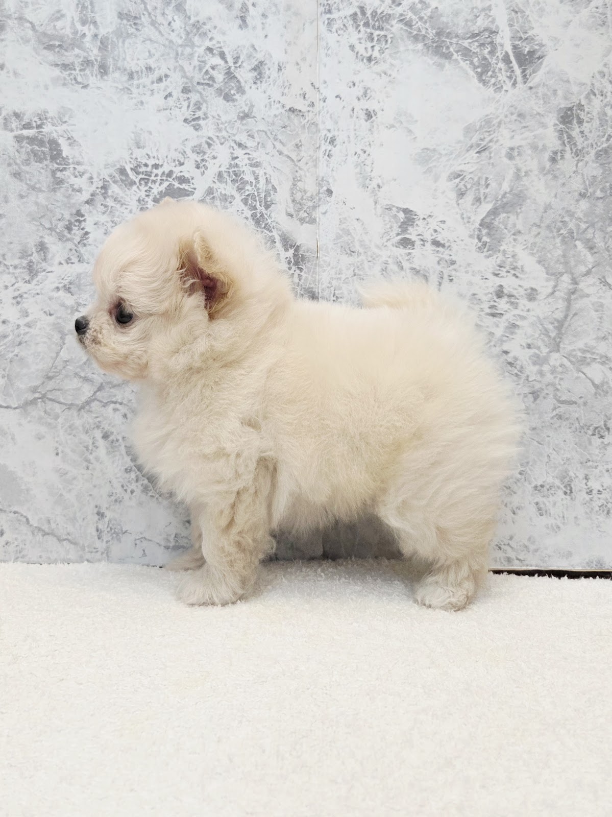 トイプードル×ポメラニアンの写真2