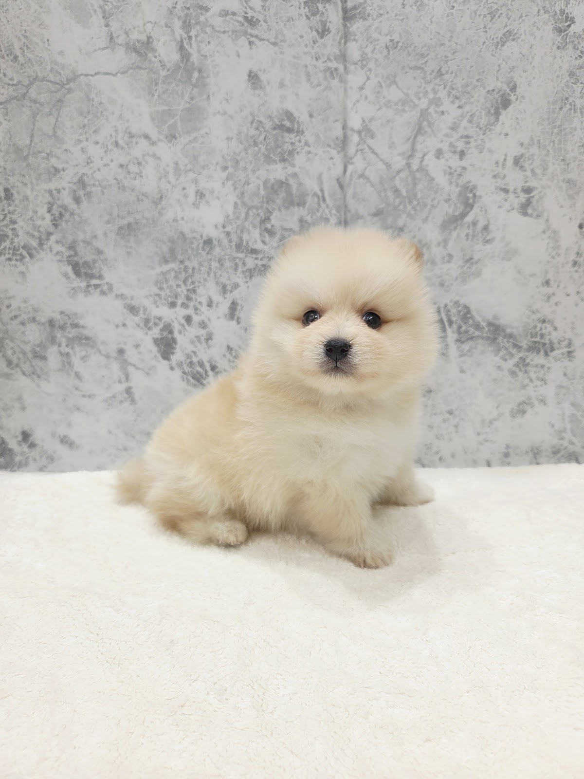 豆柴×ポメラニアンの写真3