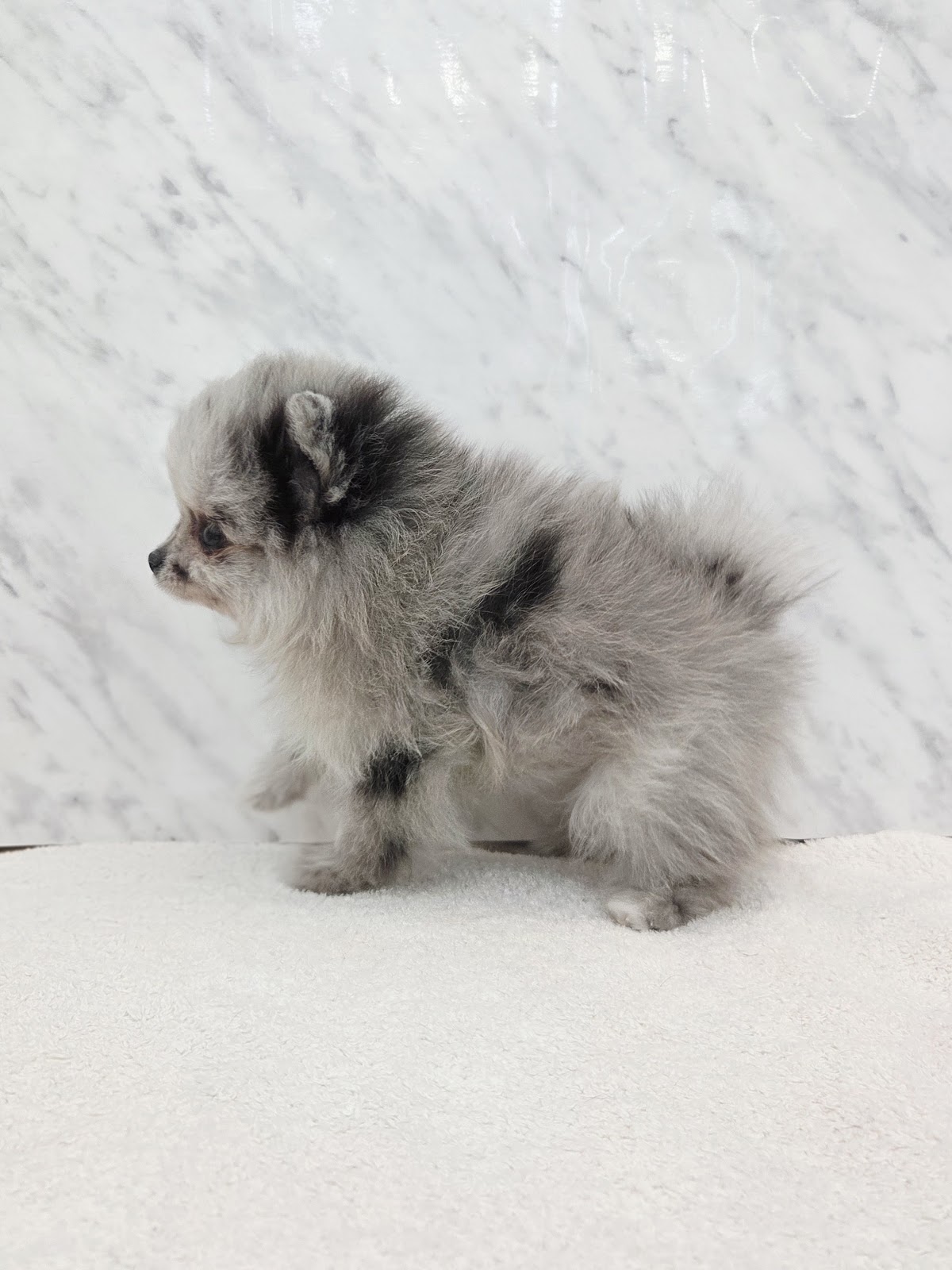 ポメラニアンの写真2