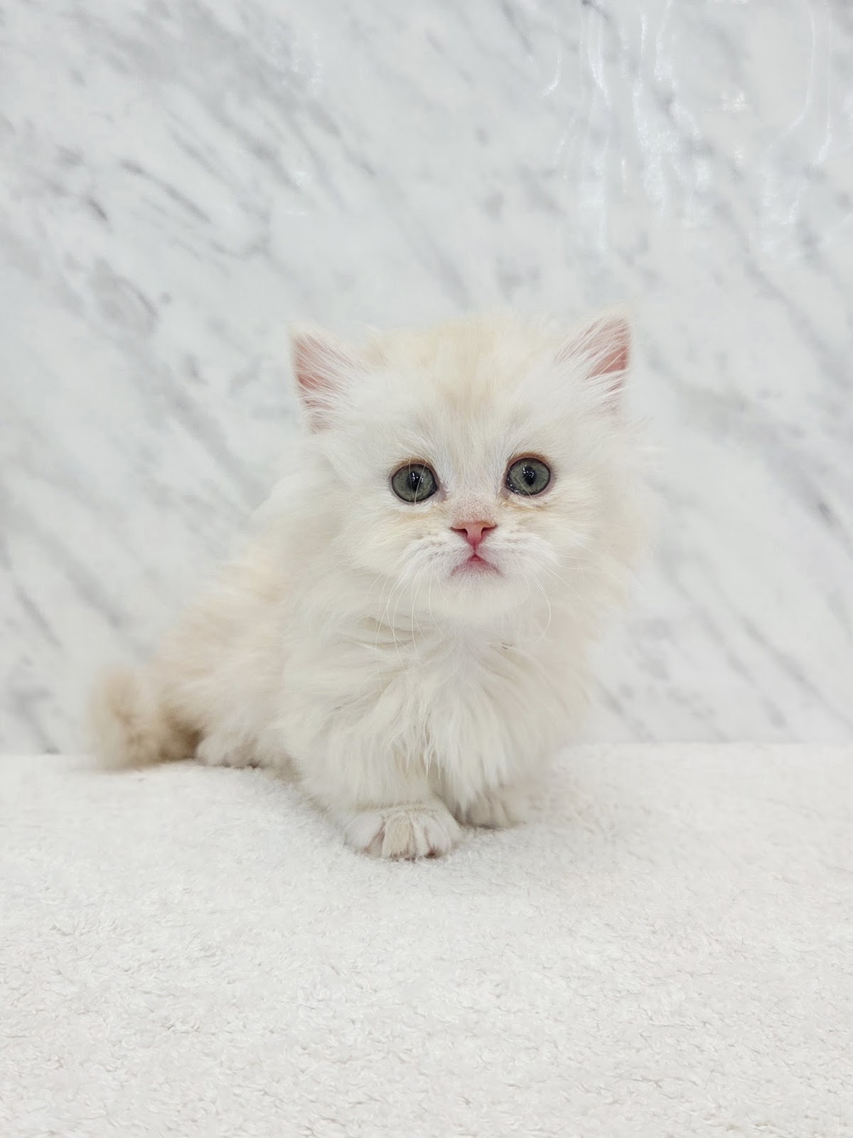 ミヌエットの写真3