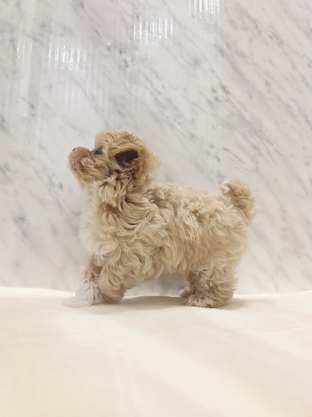 トイプードル×マルチーズの写真2