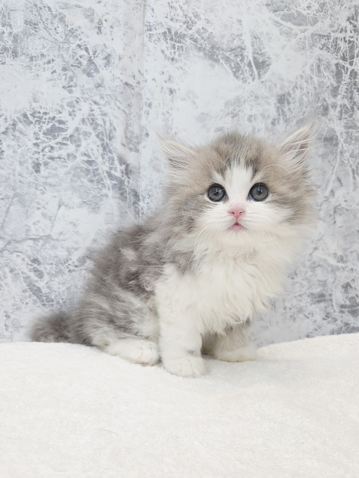 サイベリアンの写真3