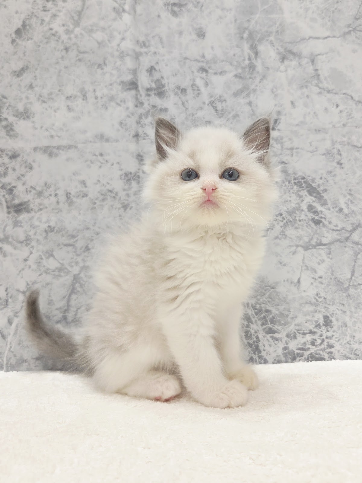 ラグドールの写真