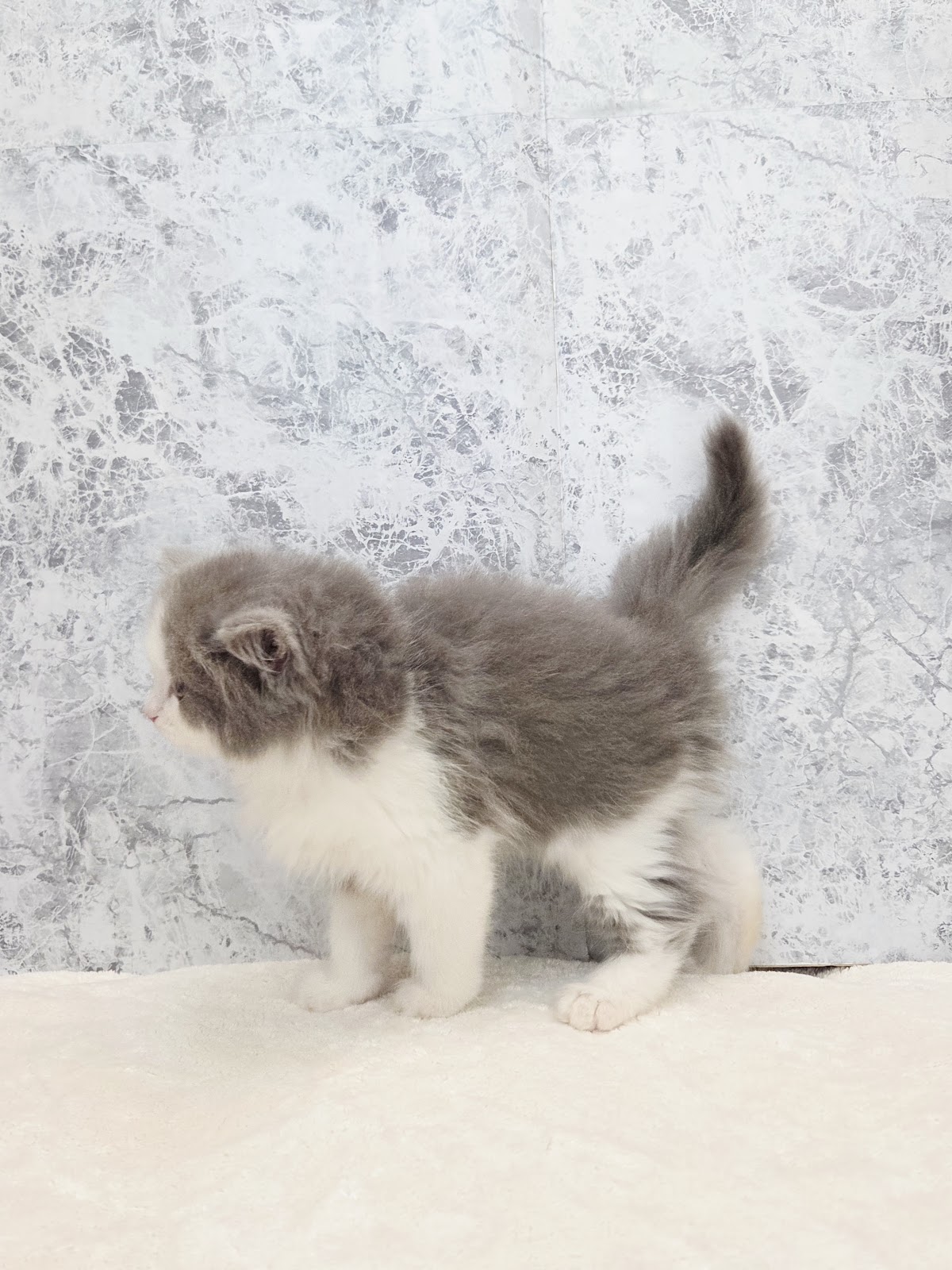 サイベリアンの写真2