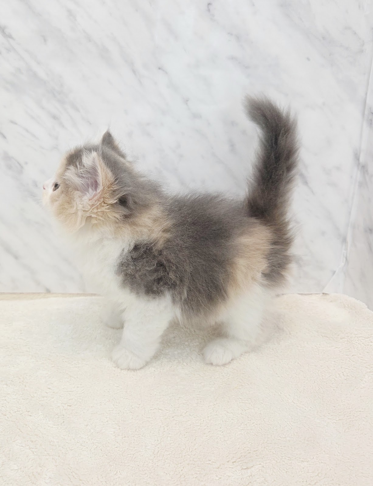 サイベリアンの写真2