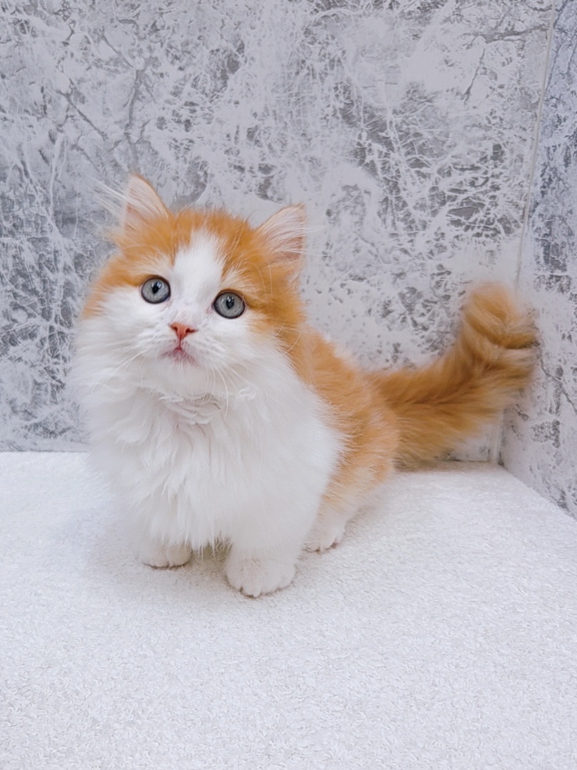 ミヌエットの写真3