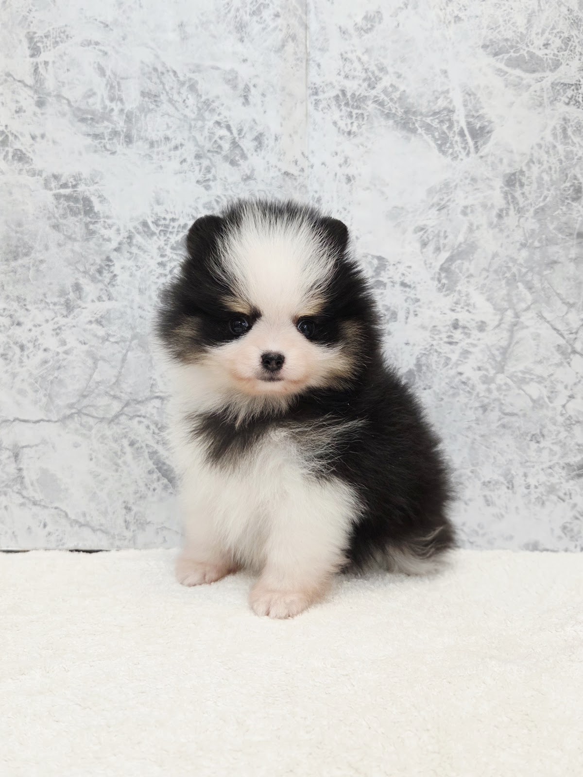 ポメラニアンの写真3