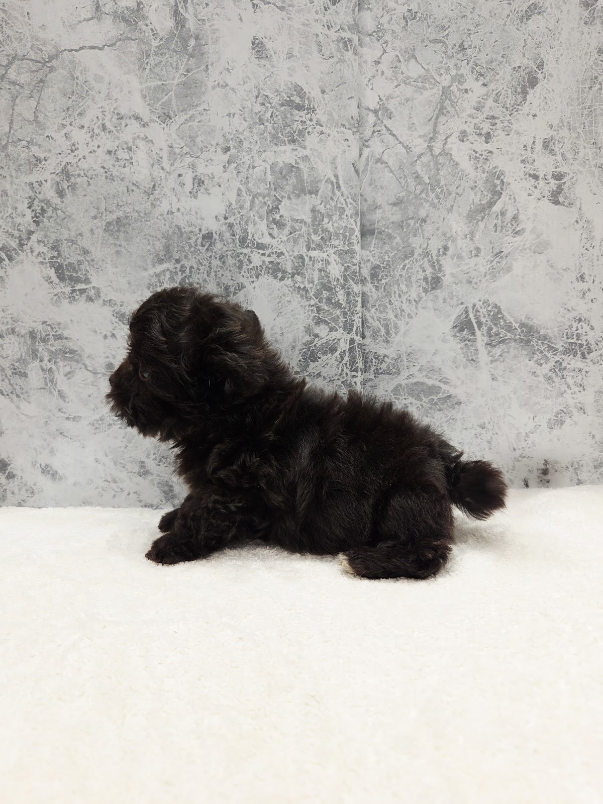 トイプードル×チワワの写真2