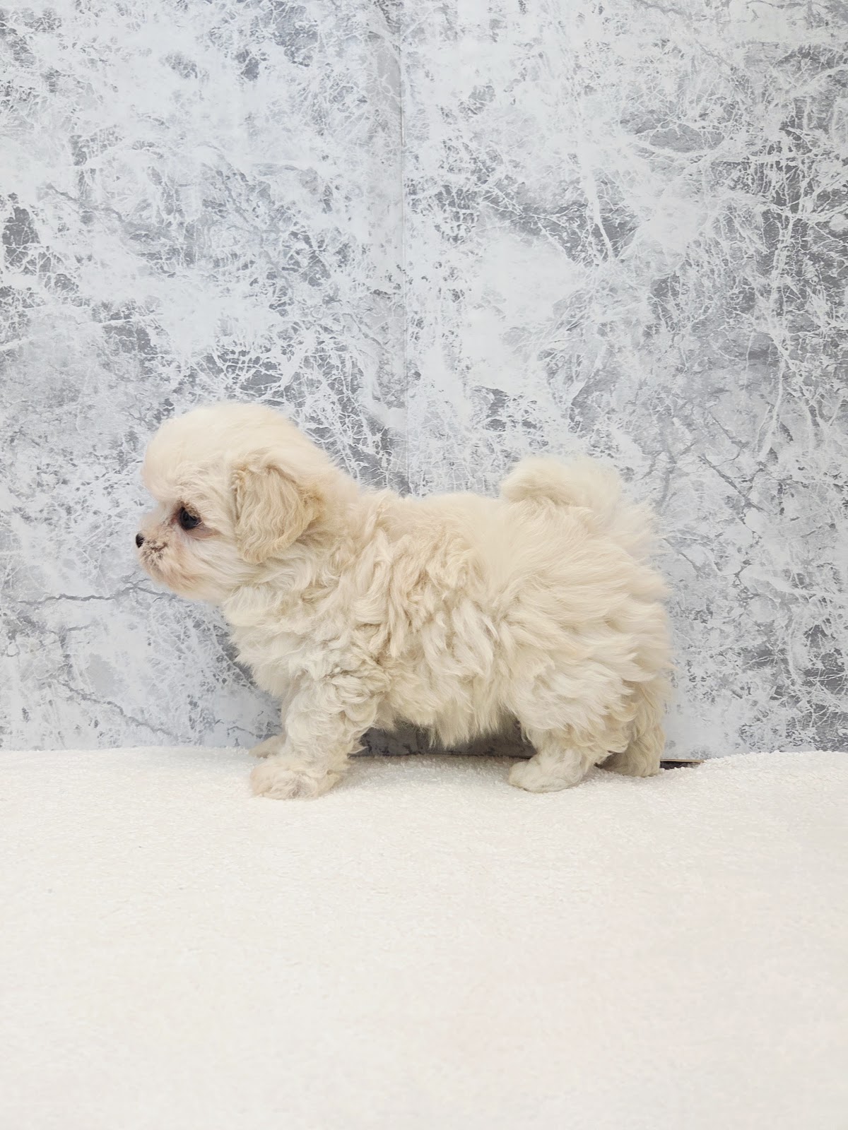 トイプードル×マルチーズの写真2