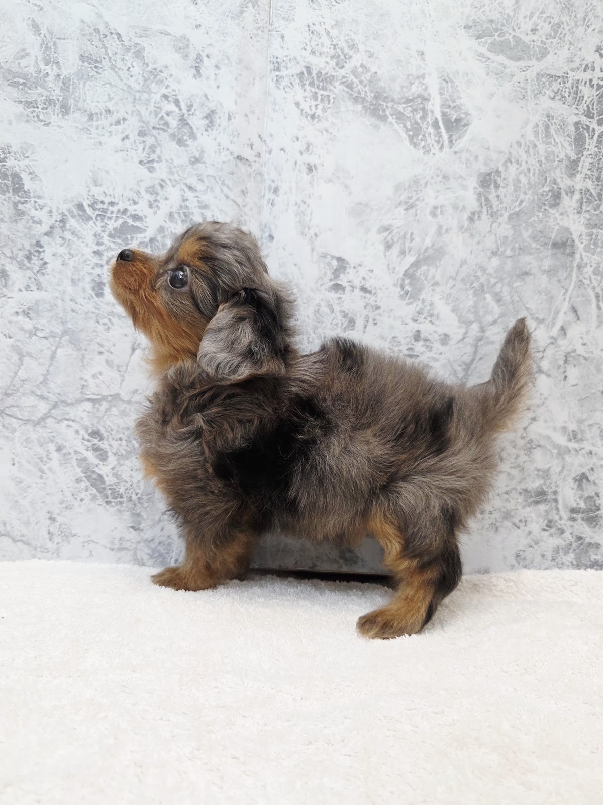 トイプードル×チワワの写真2