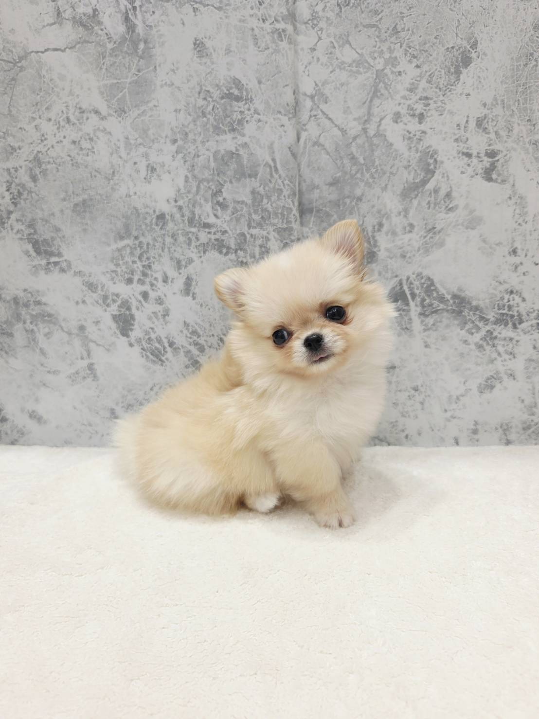 チワワ×ポメラニアンの写真3