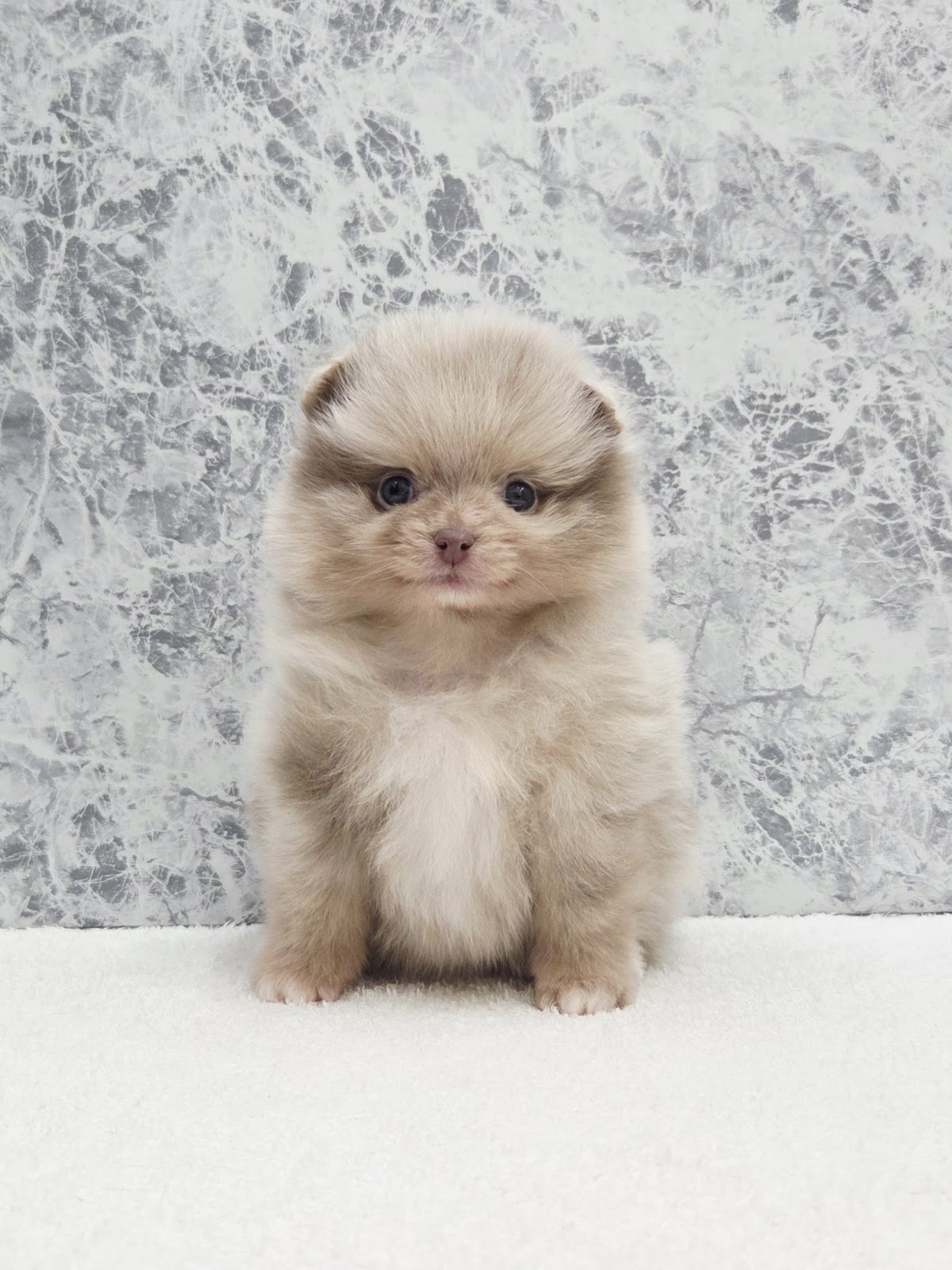 ポメラニアンの写真