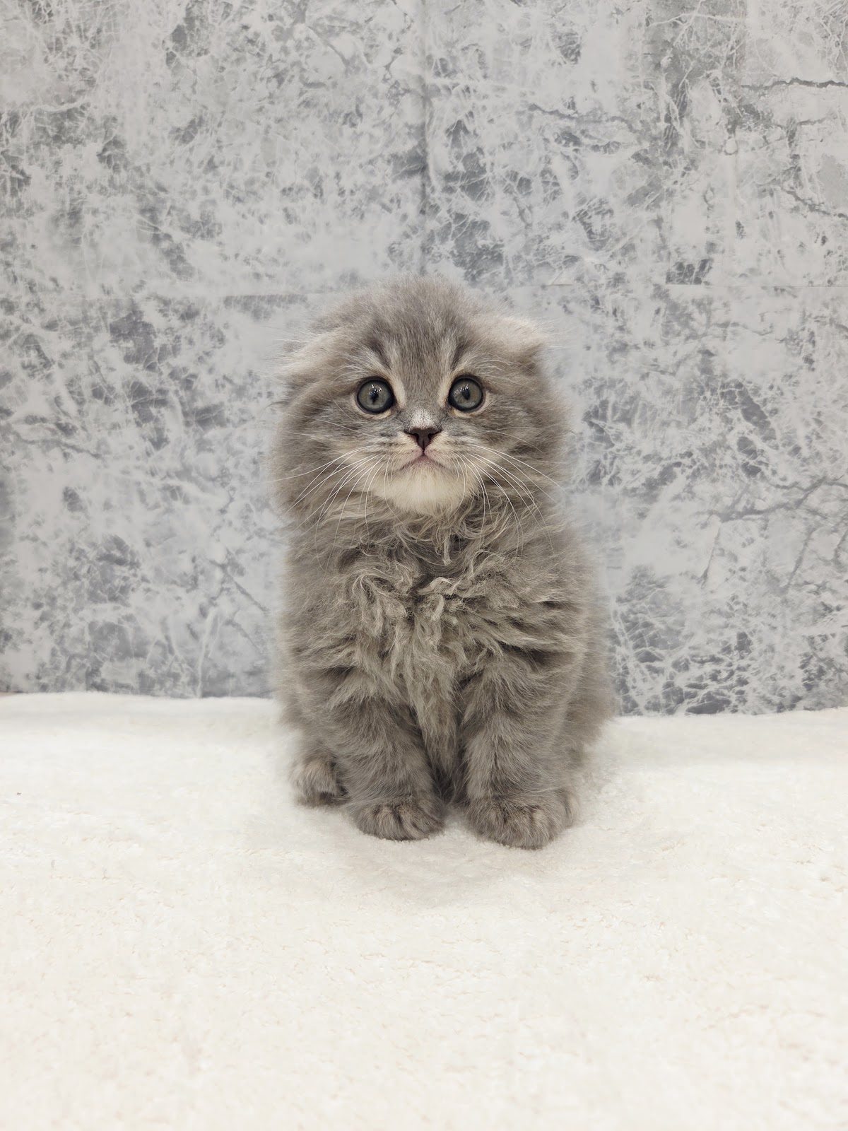 スコティッシュ・フォールド