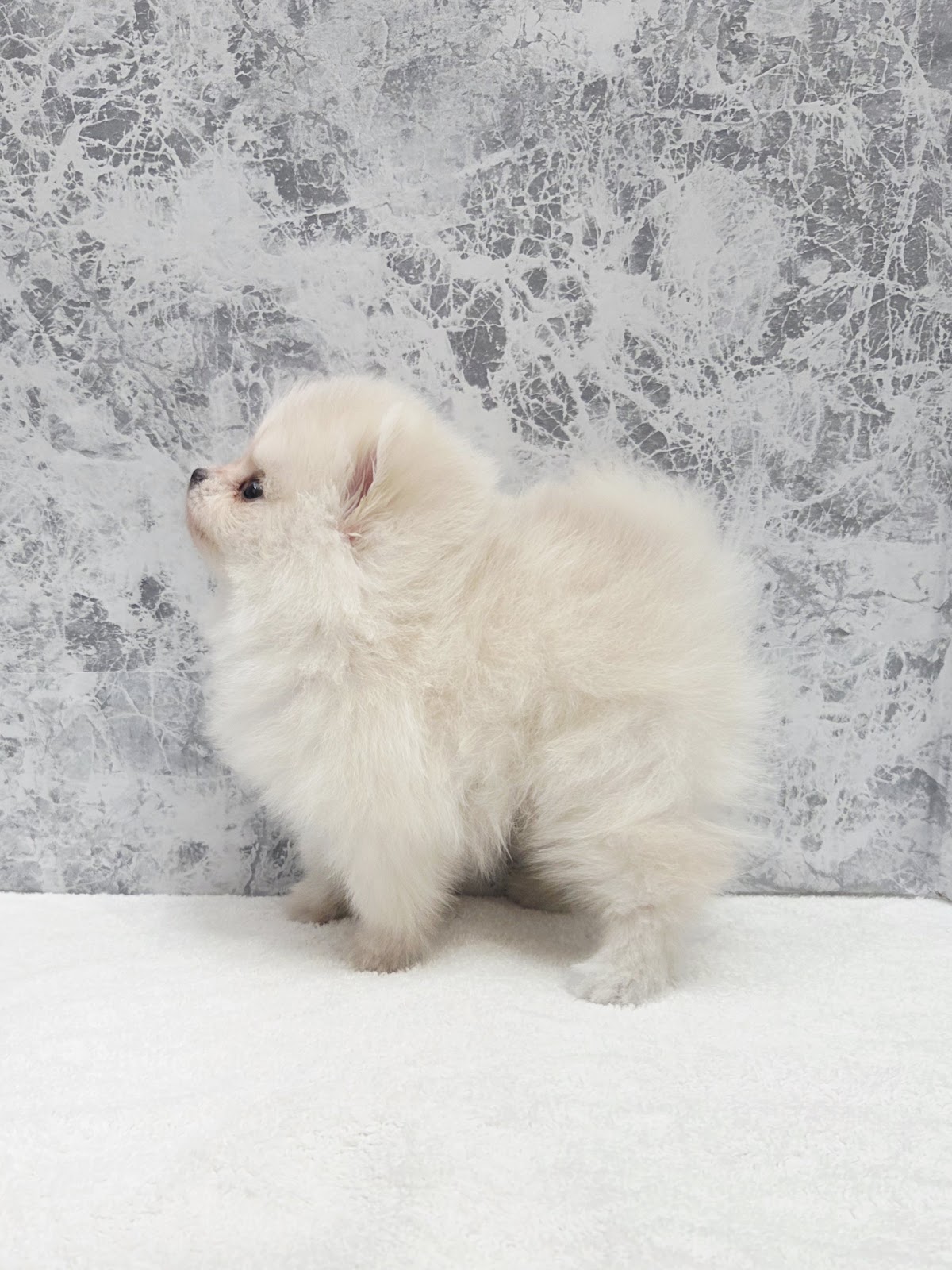 ポメラニアンの写真2