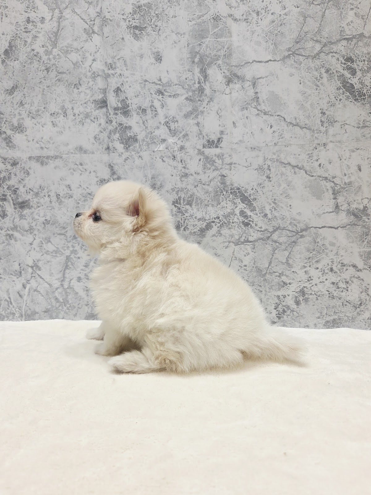 ポメラニアン×チワワの写真2