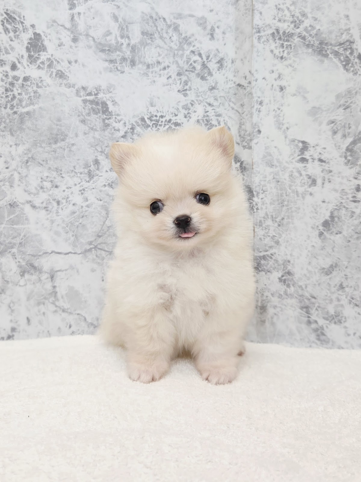 ポメラニアン×チワワの写真3